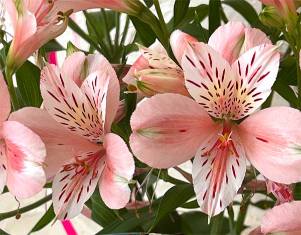 Букет квітів №14