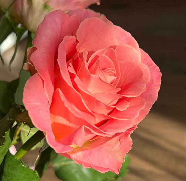 Троянда №15