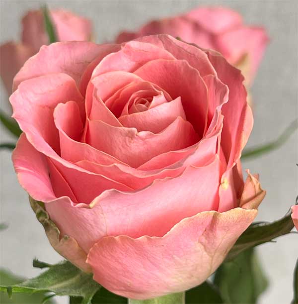 Троянда №16