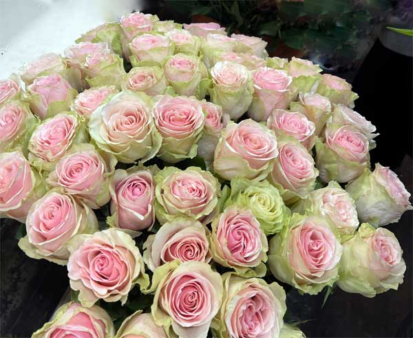 Букет троянд №6